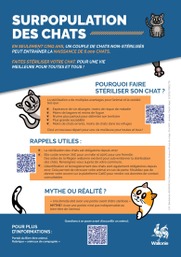 Surpopulation des chats
